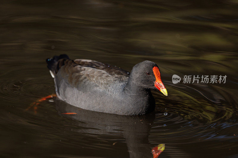 Dusky Moorhen, galinula tenebrosa，游泳